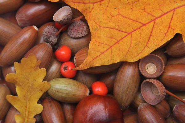 Φθινόπωρο νεκρή φύση βελανίδι Maple Leaf — Φωτογραφία Αρχείου