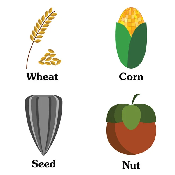 Збір насіння горіха кукурудзи пшениці — стоковий вектор