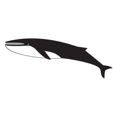 Siluet siyah beyaz arka plan üzerinde balina