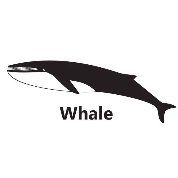 鲸鱼在白色背景黑色文字的轮廓 — 图库矢量图片
