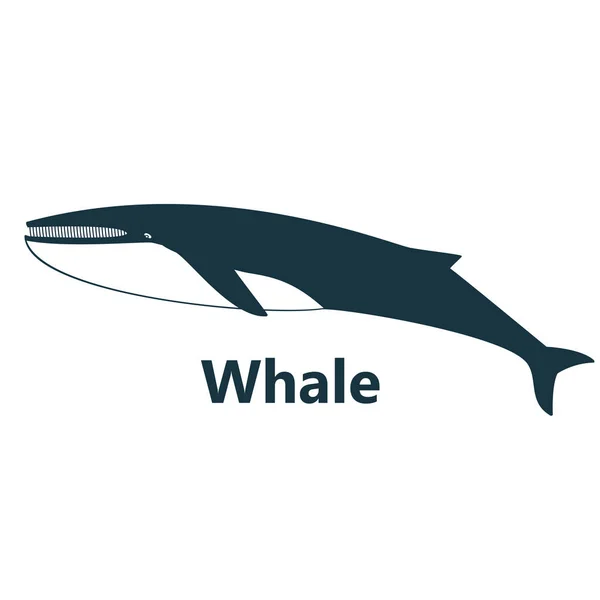 鲸鱼在白色背景蓝色文本轮廓 — 图库矢量图片