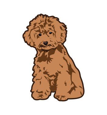 Bichon malatis çizim şekil