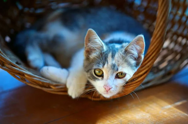 Kitten in basket — Stock Photo, Image