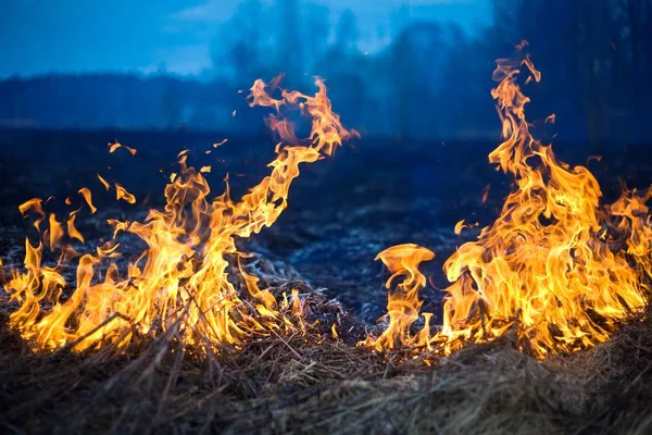 Fuego en seco de la hierba y los árboles — Stok fotoğraf