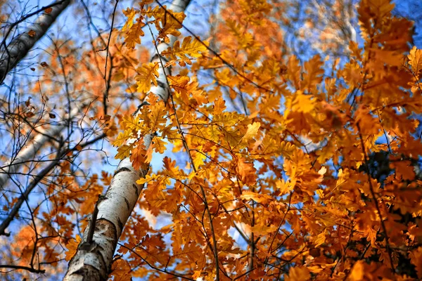 Nice colorful leafs on the blue sky — Stock Photo, Image