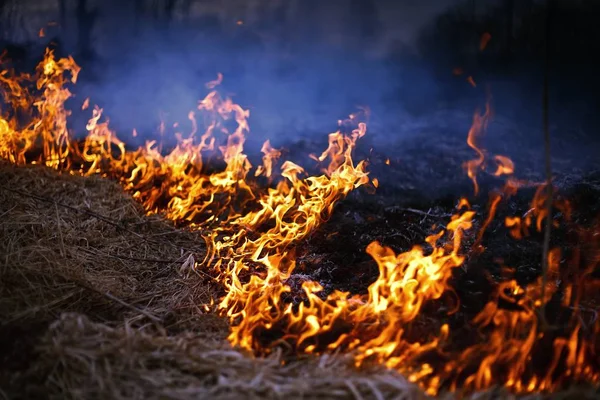 Spring fire. Burning grass. — Stock Photo, Image
