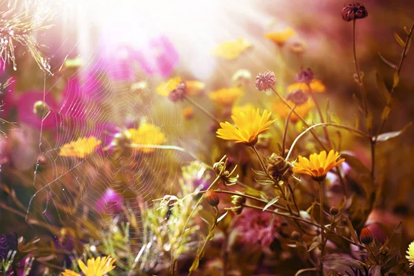 Mañana de otoño y la telaraña de arañas en las plantas . — Foto de Stock