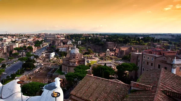 Mouette sur les perspectives avec Colisée, Mouette se dresse sur les toits des Roms. regarder Rome. Toits d'oiseaux dans le centre historique de la ville,, Italie . — Photo