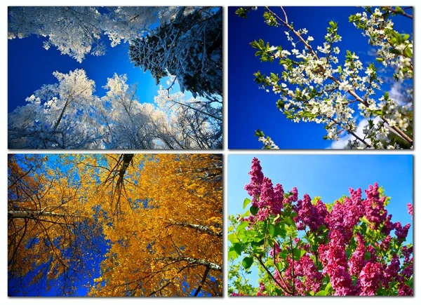 Four seasons in the forest — Stock Photo, Image