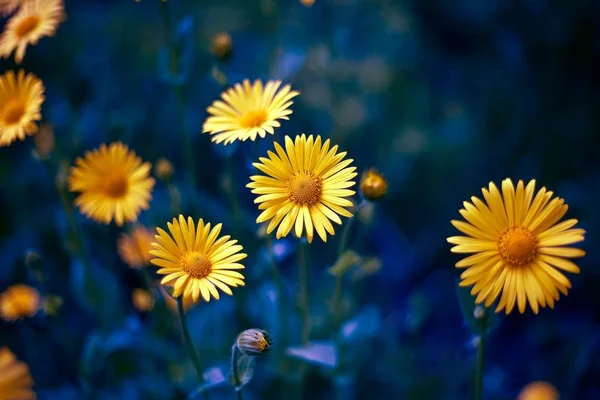 Heřmánkem. chamomel, daisy řetězec, kol. Evropská aromatická rostlina z čeledi, s bílými a žlutými daisylike květy. — Stock fotografie