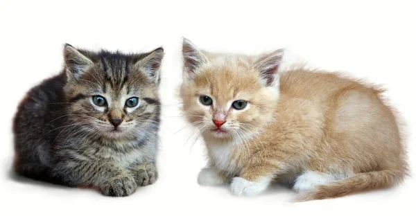 Gatinho a olhar para a câmara. Isolado sobre fundo branco — Fotografia de Stock