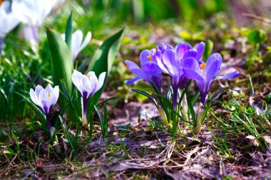 Çiğdem çiçek başları
