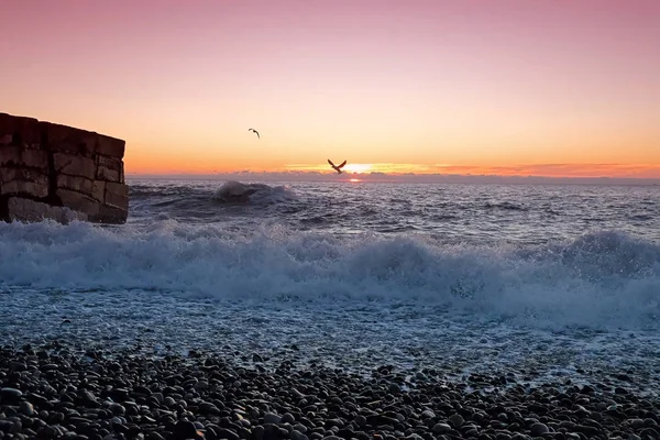 Seagulls on the coast — Stock Photo, Image