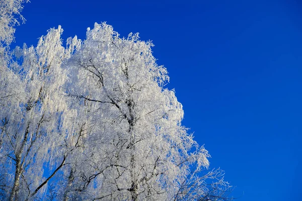 Winter snow tree tops on blue sky. Winter snow birch tree branches — Stock Photo, Image