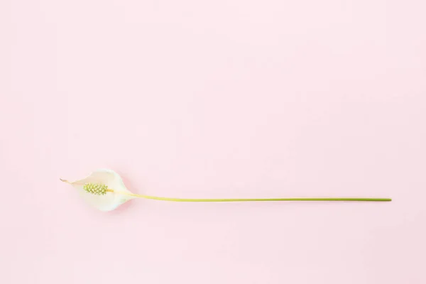One flower on pink background — Stock Image One flower on pink background Royalty Free Stock Photos