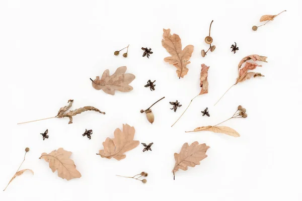 Outono padrão pálido, folhas de carvalho, bolotas — Fotografia de Stock