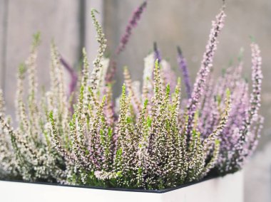 Heather çiçek pastel tonları arka plan