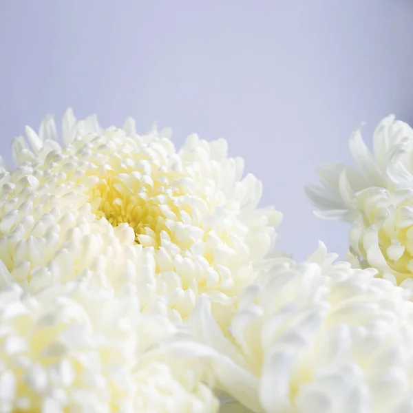 Square background with white chrysanthemum flowers — Stock Photo, Image