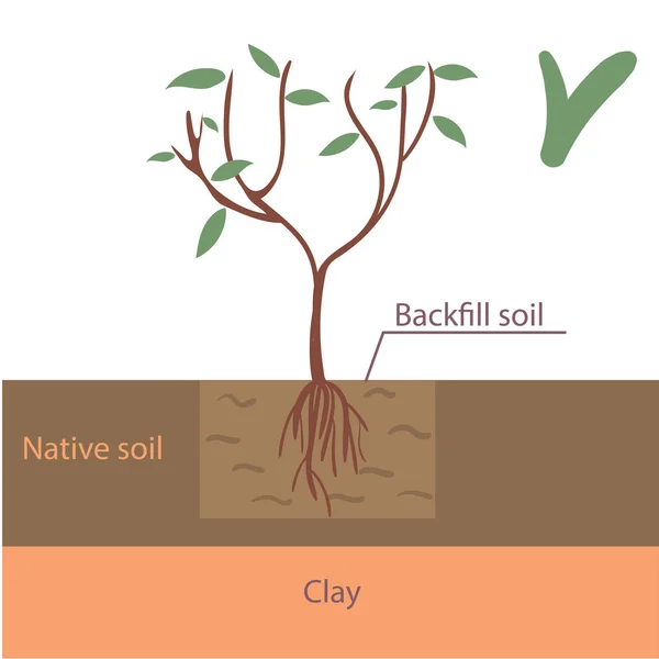 Correcto árbol plantación plana vector ilustración — Vector de stock