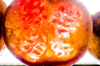 İzole nar arkadan aydınlatmalı bir taş üzerinde