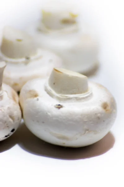 Багато грибів на білому тлі — стокове фото