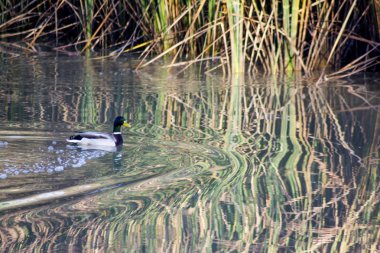 Bir nehir üzerinde bir sonbahar gününde ördek