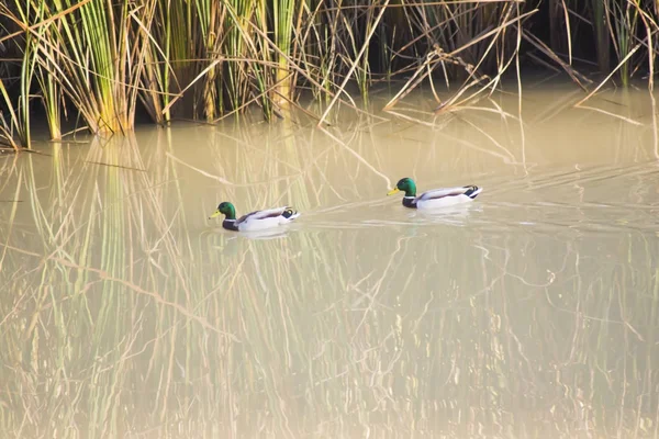 Enten auf einem Fluss an einem Herbsttag — Stockfoto