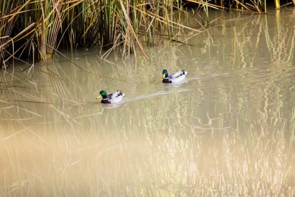 Enten auf einem Fluss an einem Herbsttag — Stockfoto