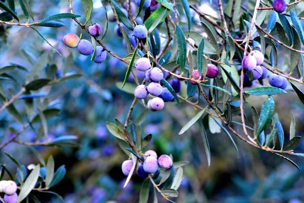 Bunte Herbstblätter auf einem Ast. — Stockfoto