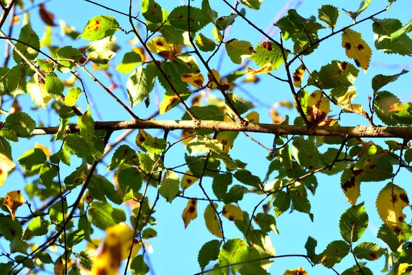 Bunte Herbstblätter auf einem Ast. — Stockfoto