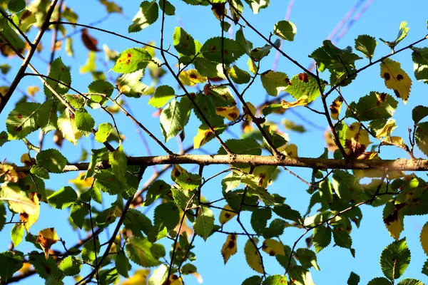 Bunte Herbstblätter auf einem Ast. — Stockfoto