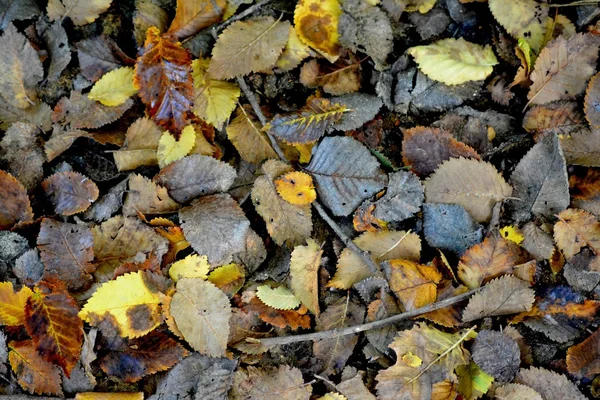 Барвисті опале осіннє листя — стокове фото