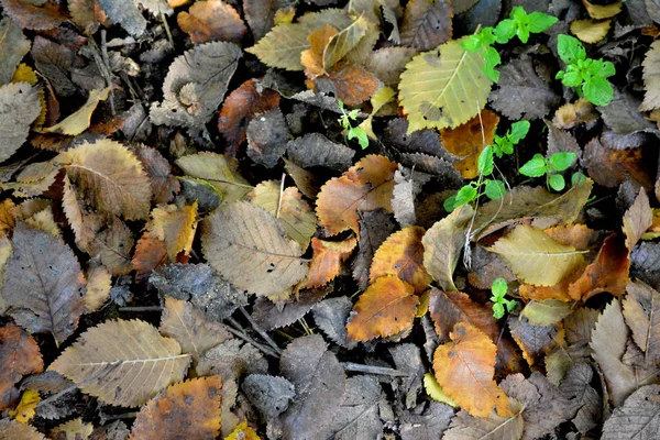 Színes bukott őszi levelek — Stock Fotó