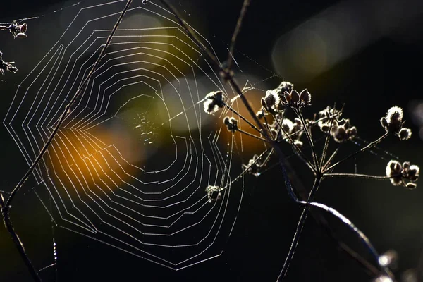 Teia de aranha com forma de coração — Fotografia de Stock