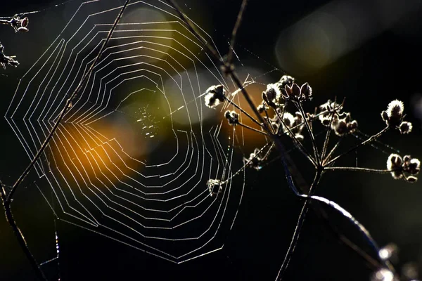 Spider web with heart shape — Stock Photo, Image