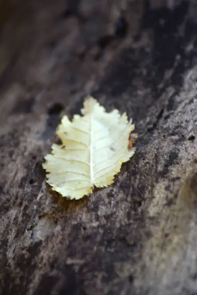 Fallen leaf on tree trunk — Stock Photo, Image
