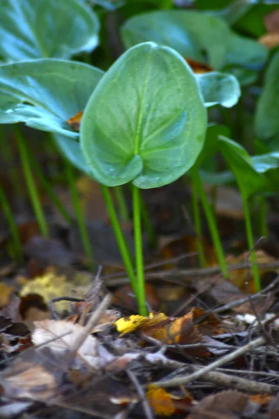 Closeup alan yonca dolu