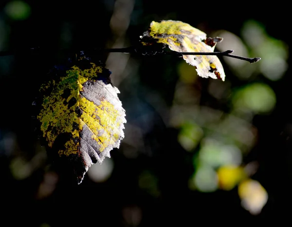 Цветные осенние листья на ветке вот-вот опадут — стоковое фото