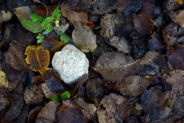 Feuilles d'automne tombées colorées et pierre sur le sol — Photo