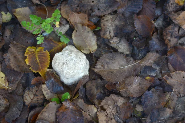 Барвисті опале осіннє листя і камінь на землі — стокове фото