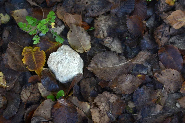 Colorful fallen autumn leaves and stone on the ground — Stock Photo, Image