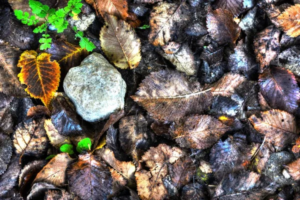 Feuilles d'automne tombées colorées et pierre sur le sol — Photo