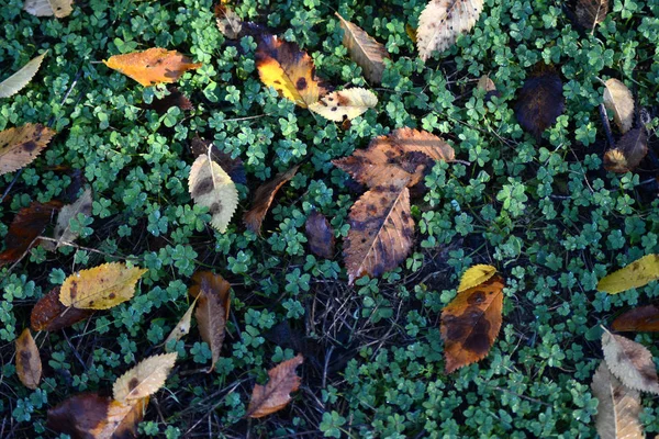 Nahaufnahme Feld voller Kleeblätter — Stockfoto