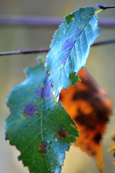 Kolorowych liści jesienią na gałęzi upadku — Zdjęcie stockowe