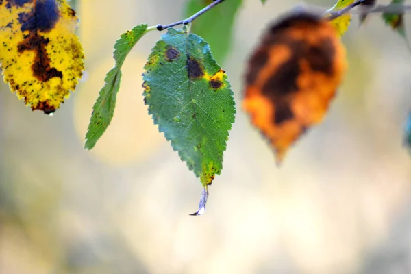 Kolorowych liści jesienią na gałęzi upadku — Zdjęcie stockowe