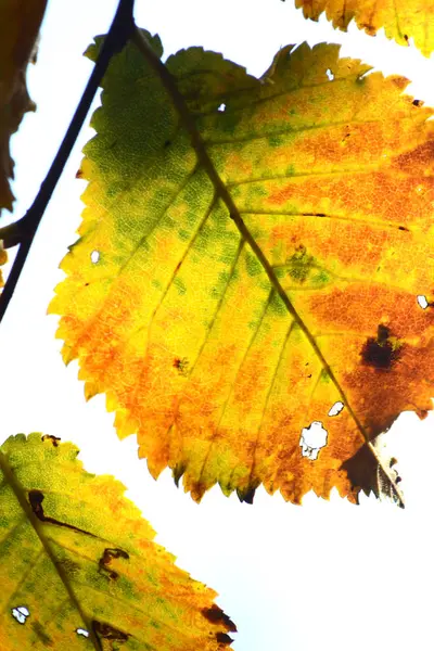 Цветные осенние листья на ветке вот-вот опадут — стоковое фото