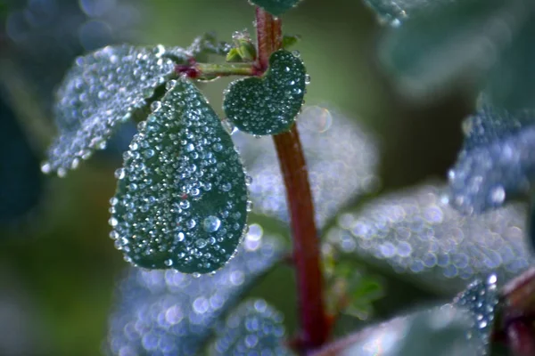 水の滴と草 — ストック写真