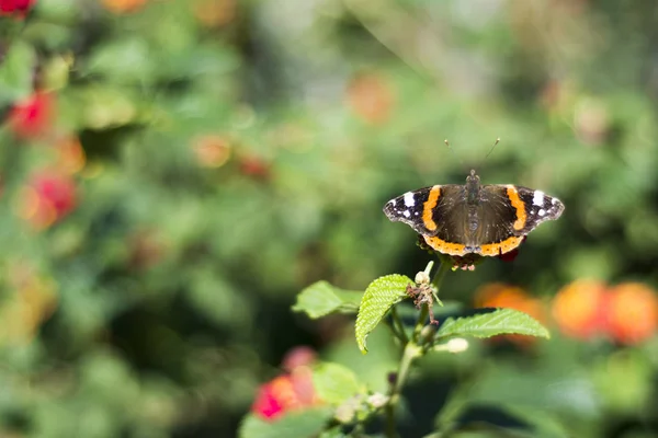 Papillon posé sur une fleur — Photo