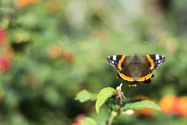 Papillon posé sur une fleur — Photo