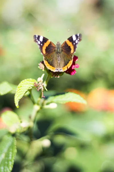 Papillon posé sur une fleur — Photo
